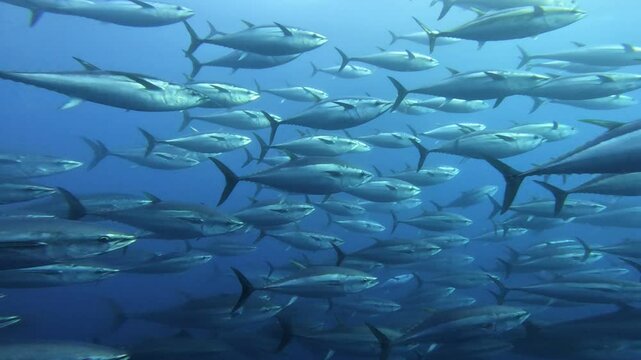 Tuna School Passes Camera and Forms Circular Swimming Pattern