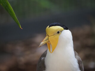 close up of a yellow bird
