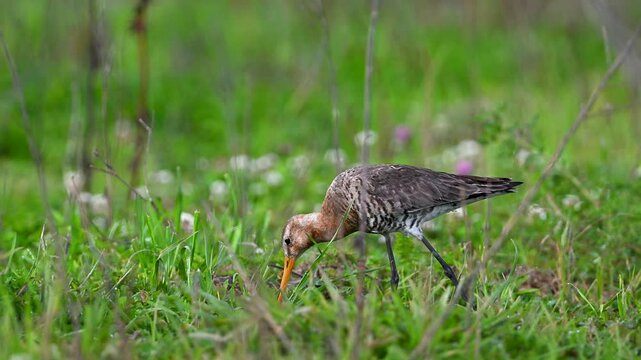 Black-tailed Godwit feeding