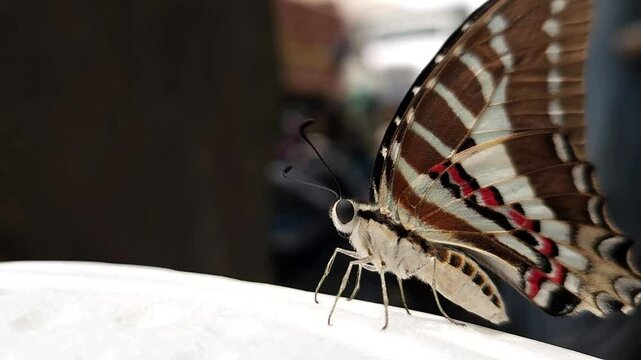 Beautiful Indian spot swordtail Butterfly, Shot In India