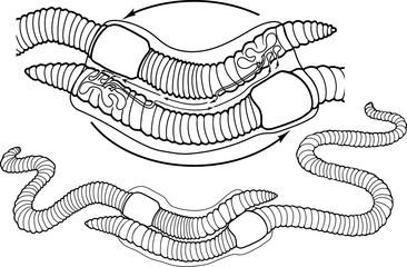 Coloring page with diagram of mating process of earthworms. Scheme of earthworm copulation with elements of the internal structure of the reproductive system for biology lesson