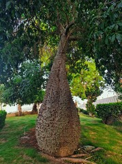 baobab tree growing in a park in Egypt