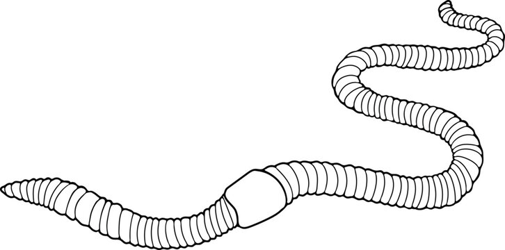 black and white worm drawing clip art preview