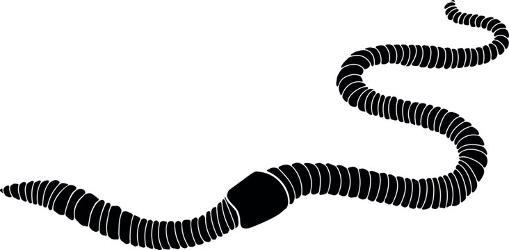 Black silhouette of earthworm isolated on white background