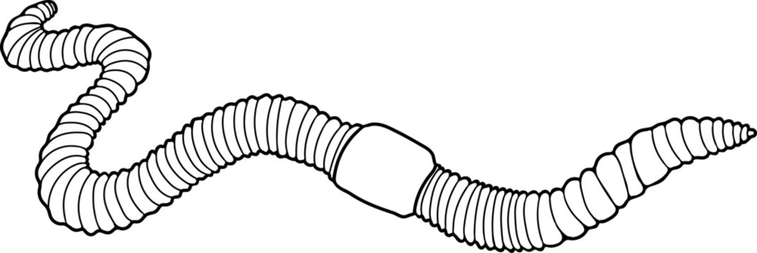 Coloring page with earthworm isolated on white background