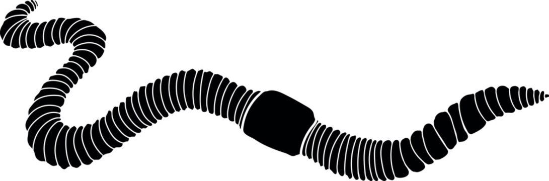 Black silhouette of earthworm isolated on white background