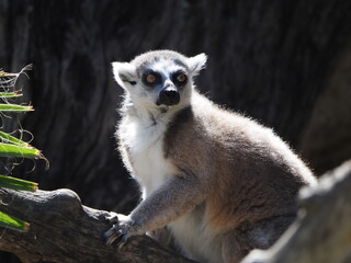 ring tailed lemur