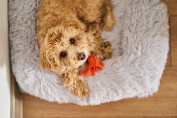 A fluffy maltipoo dog rests comfortably on a cozy blanket, expressing its playful side while holding a vibrant toy