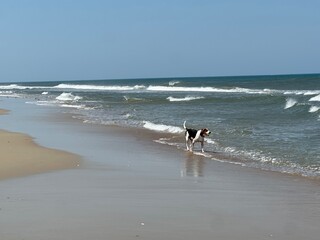 dog on the beach