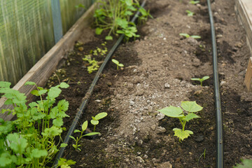 Close-up of a drip irrigation system installed in a vegetable greenhouse.