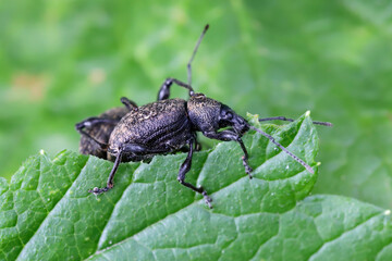 Beetles eating plant leaves in the garden. Pests of cultivated plants.