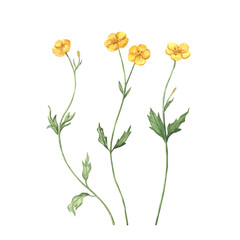 Delicate watercolor illustration of yellow buttercups. Hand painted wild flowers. Isolated on a white background. For spring and summer designs, invitations, greeting cards, prints, textile.