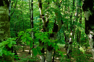 Vibrant green leaves fill a dense forest on a sunny day