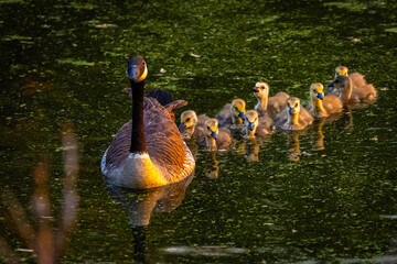 Family of Canadian Geese at Sunset