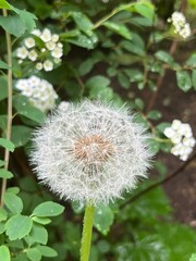 dandelion on a green background