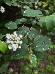 rain drops on a leaf