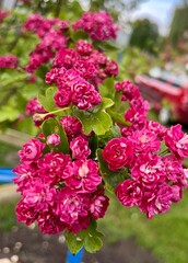 pink flowers in garden