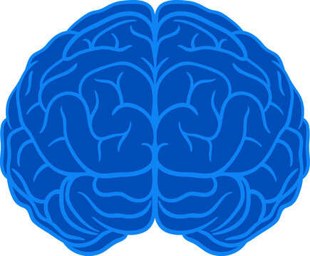 Blue flat vector illustration of human brain. Modern medical anatomy icon. Use for healthcare, education, apps, infographics, and web design
