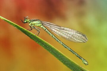 dragonfly insect on a stick