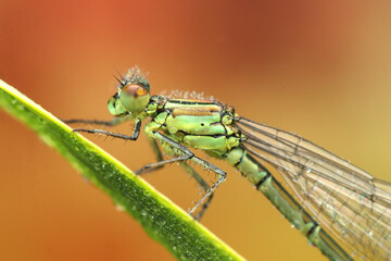 dragonfly insect on a stick