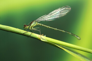 dragonfly insect on a stick