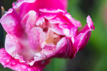 Macro photo of a vibrant pink tulip embellished with water droplets