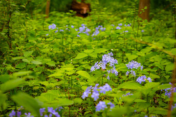 Scenic Forest with Blue Flowers