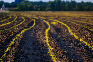 Small Green Crops Growing in Curved Lines on Farm Field