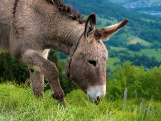 &Acirc;ne Massif des Bornes