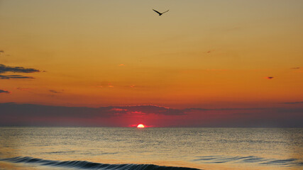 Beautiful Myrtle Beach sunrise.
The morning light illuminated the gorgeous sky, which was full of color.
A silhouette of a condor.
