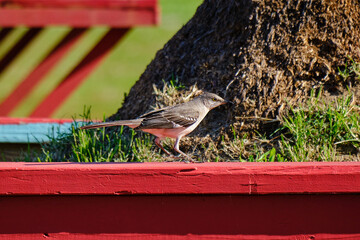 Northern mockingbird perched on a red railing on a sunny Biloxi morning