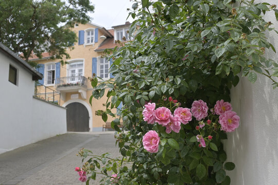 guntersblum, kellerweg