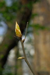 The image shows a lone tulip tree bud. It is gold-colored.