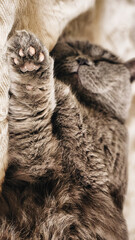 Portrait of lying gray cat with orange eyes close-up. British blue Shorthair cat. Selective focus. Vertical photo. 