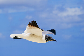 A Laughing gull glides along the shoreline during a partly cloudy afternoon in the Bahamas