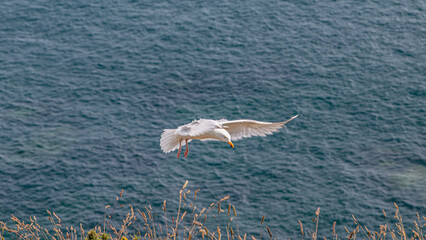 Nature and seagulls birds in French Finistere Britanny