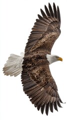 Fototapeta premium Majestic Bald Eagle Soaring in the Sky Against a White Background.
