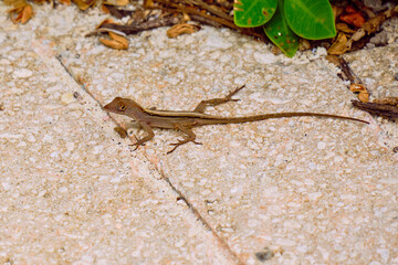 Brown anole on a walkway in the Bahamas
