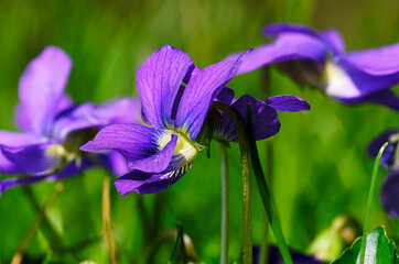Wood violet flowers in springtime