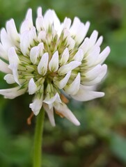 white and pink flower
