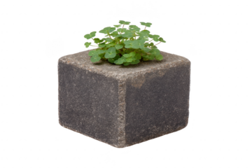 Small green plant grows vibrantly from textured gray stone cube, creating striking contrast between nature and man made object. minimalist design evokes sense of tranquility
