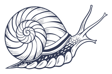 Fototapeta premium Detailed art showcases a snail with an intricate shell pattern on a white background
