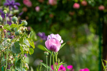 Purple and Pink Poppies in Garden with Foliage and Seed Pods