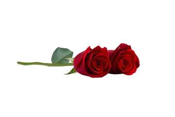Naklejka premium Two vibrant red roses with lush green stems and leaves lie side by side, symbolizing love and passion. deep red petals are velvety and rich, creating romantic and elegant atmosphere