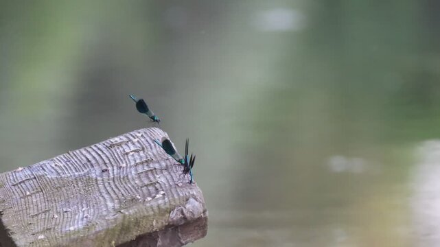 Libellen im An und Abflug  