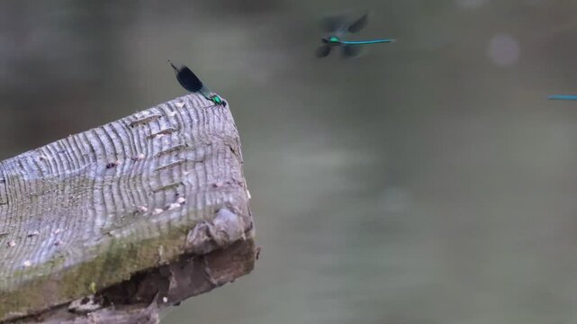 Libellen im An und Abflug  