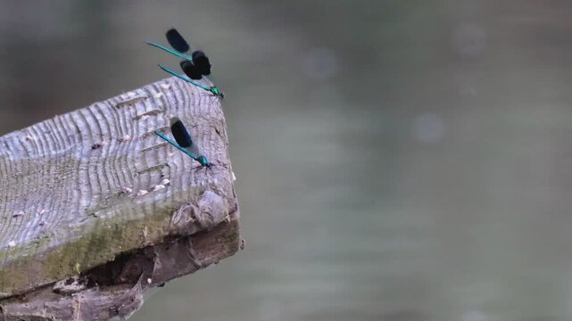 Libellen im An und Abflug  