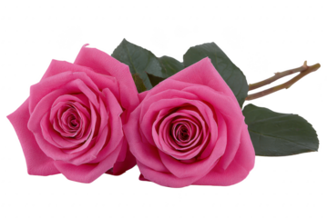 Two vibrant pink roses with lush green leaves lie side by side, showcasing their delicate petals and natural beauty. image captures elegance and romantic essence of these flowers