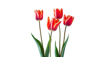 Bouquet of red tulips, three stems, frontal view, plain white background,color,leaf,beauty