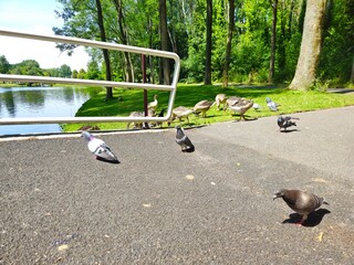 Pigeons marching in military formation. Pigeons on the bridge. pigeon community. feeding pigeons.